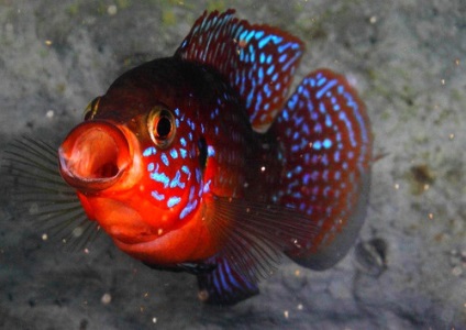 Chromis-chipeș (hemichromis bimaculatus), catalog de articole, magazin de animale de companie aquamir în Togliatti