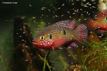 Chromis-chipeș (hemichromis bimaculatus), catalog de articole, magazin de animale de companie aquamir în Togliatti