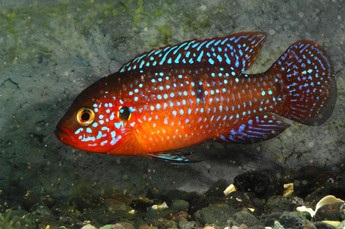 Chromis-chipeș (hemichromis bimaculatus), catalog de articole, magazin de animale de companie aquamir în Togliatti