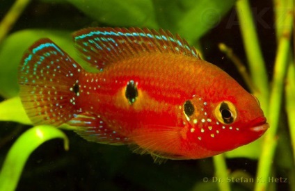 Chromis-chipeș (hemichromis bimaculatus), catalog de articole, magazin de animale de companie aquamir în Togliatti