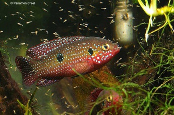 Chromis-chipeș (hemichromis bimaculatus), catalog de articole, magazin de animale de companie aquamir în Togliatti