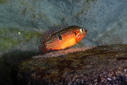 Chromis-chipeș (hemichromis bimaculatus), catalog de articole, magazin de animale de companie aquamir în Togliatti