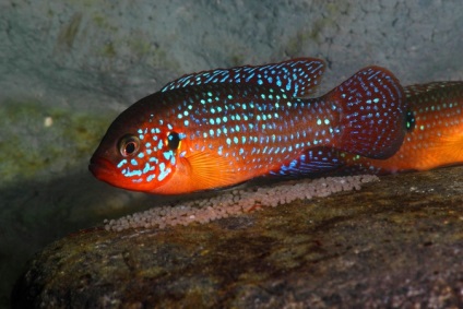 Chromis-chipeș (hemichromis bimaculatus), catalog de articole, magazin de animale de companie aquamir în Togliatti