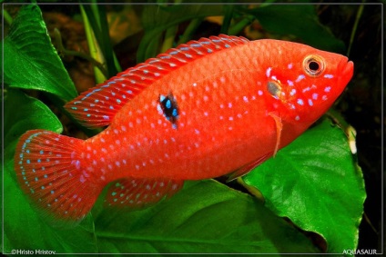 Chromis-chipeș (hemichromis bimaculatus), catalog de articole, magazin de animale de companie aquamir în Togliatti