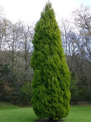 Pomul de chiparos de conifere cum să aibă grijă de o cameră de chiparos