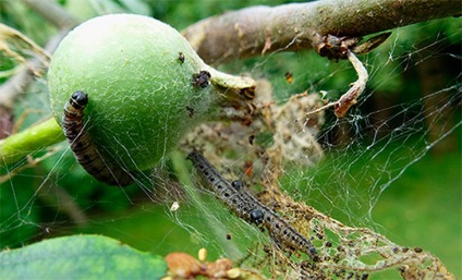 Yablona ermine molie