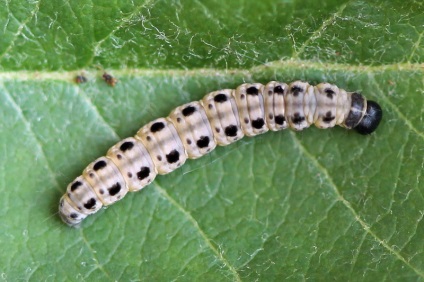 Yablona ermine molie