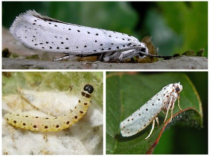 Yablona ermine molie