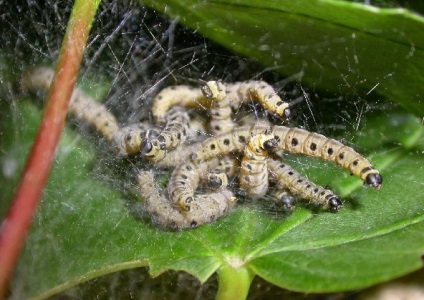 Yablona ermine molie