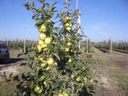 Apple tree Arany delishes - a fajta leírása, előnyei és hátrányai, a rangers fajok és hogyan