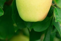 Az Applefa Arany delishas fajta leírása, tápérték, ültetési és gondozási szabályok, betakarítás és