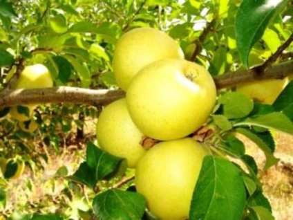 Apple tree golden descrie varietatea cu fotografii, recenzii