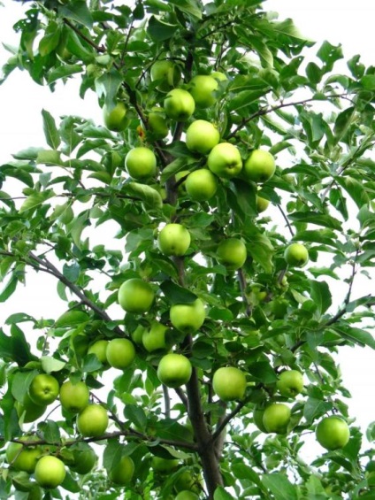 Az Applefa aranysárga díszíti a fajta leírását fotóval, véleményeivel