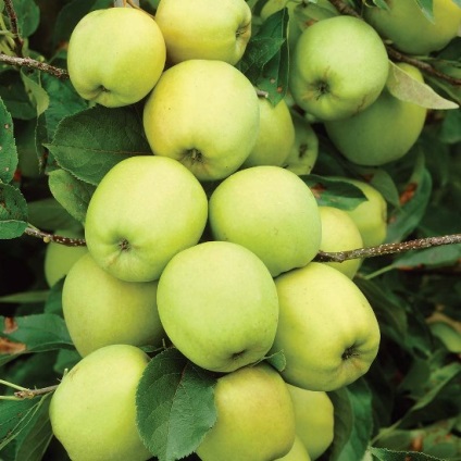 Az Applefa aranysárga díszíti a fajta leírását fotóval, véleményeivel