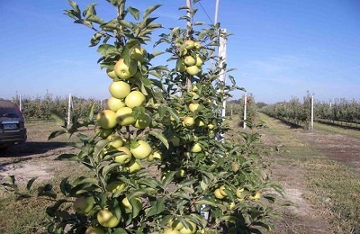 Apple Tree Golden delishas Descrierea varietății, cultivarea și îngrijirea