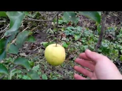 Apple Tree Golden delishas Descrierea varietății, cultivarea și îngrijirea