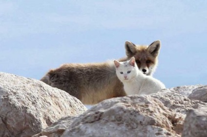 Tânăr amuzant pe lac vulpe și pisică