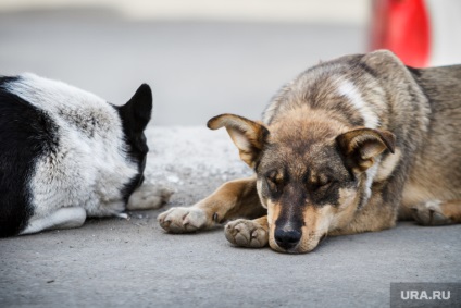 Protectorii de animale cer autorităților din regiunea Tyumen să le dea captura câinilor fără stăpân
