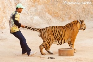 Animalele din Thailanda, care pot fi văzute la fiecare pas
