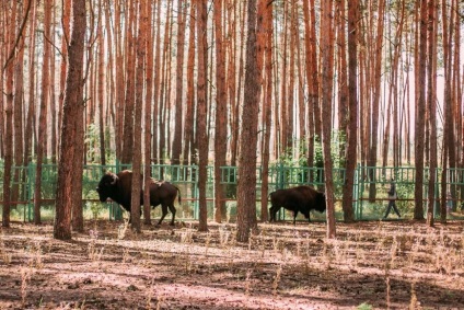 Grădina zoologică 