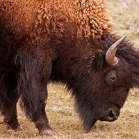Bison ca produs turistic comun al Rusiei și Belarusului cum să obțină o licență pentru vânătoarea de bizon