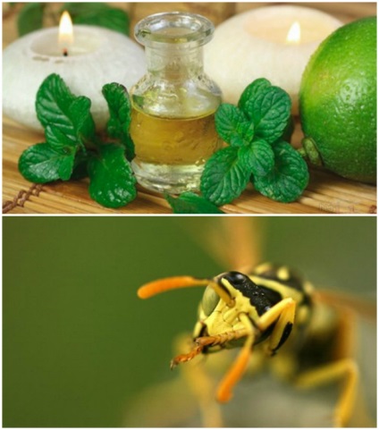 15 moduri simple de a proteja eficient împotriva insectelor dăunătoare și obositoare