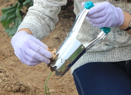 4 moduri de plantare lalele (clasa maestru), flori în grădină (gospodărie)