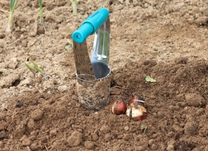 4 moduri de plantare lalele (clasa maestru), flori în grădină (gospodărie)