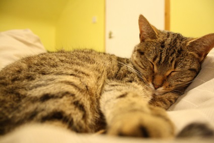 5 motive pentru împărțirea unui pat cu o pisică