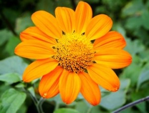 5 Flori care iubesc caldura - fotografie