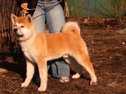 Akita Inu descriere, fotografie, descriere, natura, ingrijire