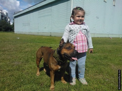 Terrier american Staffordshire