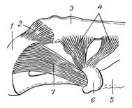 Caracteristici anatomico-funcționale ale articulațiilor claviculei