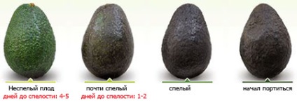 Avocado - proprietăți utile, contraindicații, rețete