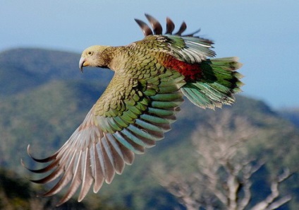 Papagal australian kea - mașini de furtună