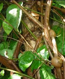 Ayahuasca (banisteriopsis caapi)