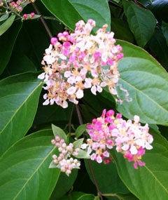 Planta medicinală Ayahuasca