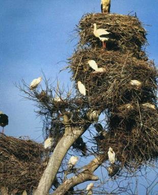 White Stork