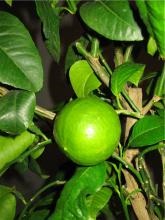 Bergamot - descriere cu fotografie, așa cum arată; aromă și gust; o caracteristică a binelui și a răului