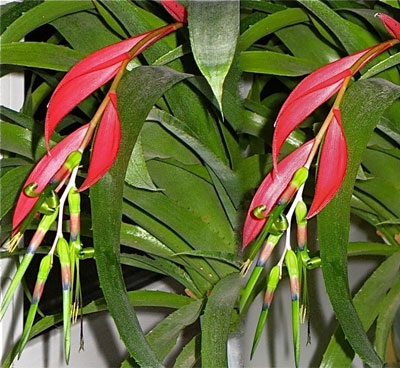 Billbergia - се грижат за растенията у дома