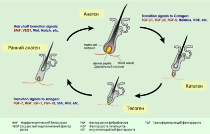 Terapia biologică ca tratament nou pentru alopecia areata