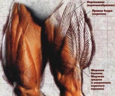 Culturism și anatomie musculară