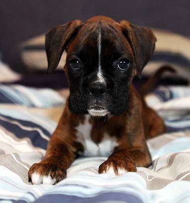 Boxer foto, boxer german, câine, rasa de câine, câine boxer, fotografie, fotografie, antrenament,