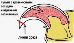 Чи боляче котам, коли їм стрижуть кігті чому кіт не дає стригти кігті