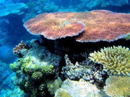 Descrierea marilor recife de barieră, flora și fauna