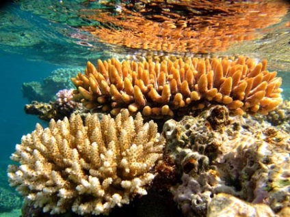 Descrierea marilor recife de barieră, flora și fauna