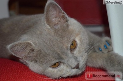 British Shorthair - 