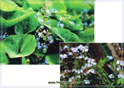 Brunner și forget-me-not (foto) - diferențe și cultivare, un site despre o grădină, o reședință de vară și plante de apartament