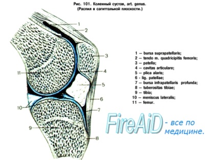 Bursita articulației genunchiului la sportiv