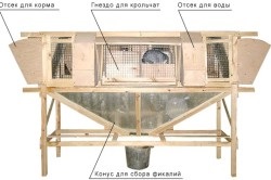 Decât să dezinfectați celulele de iepure